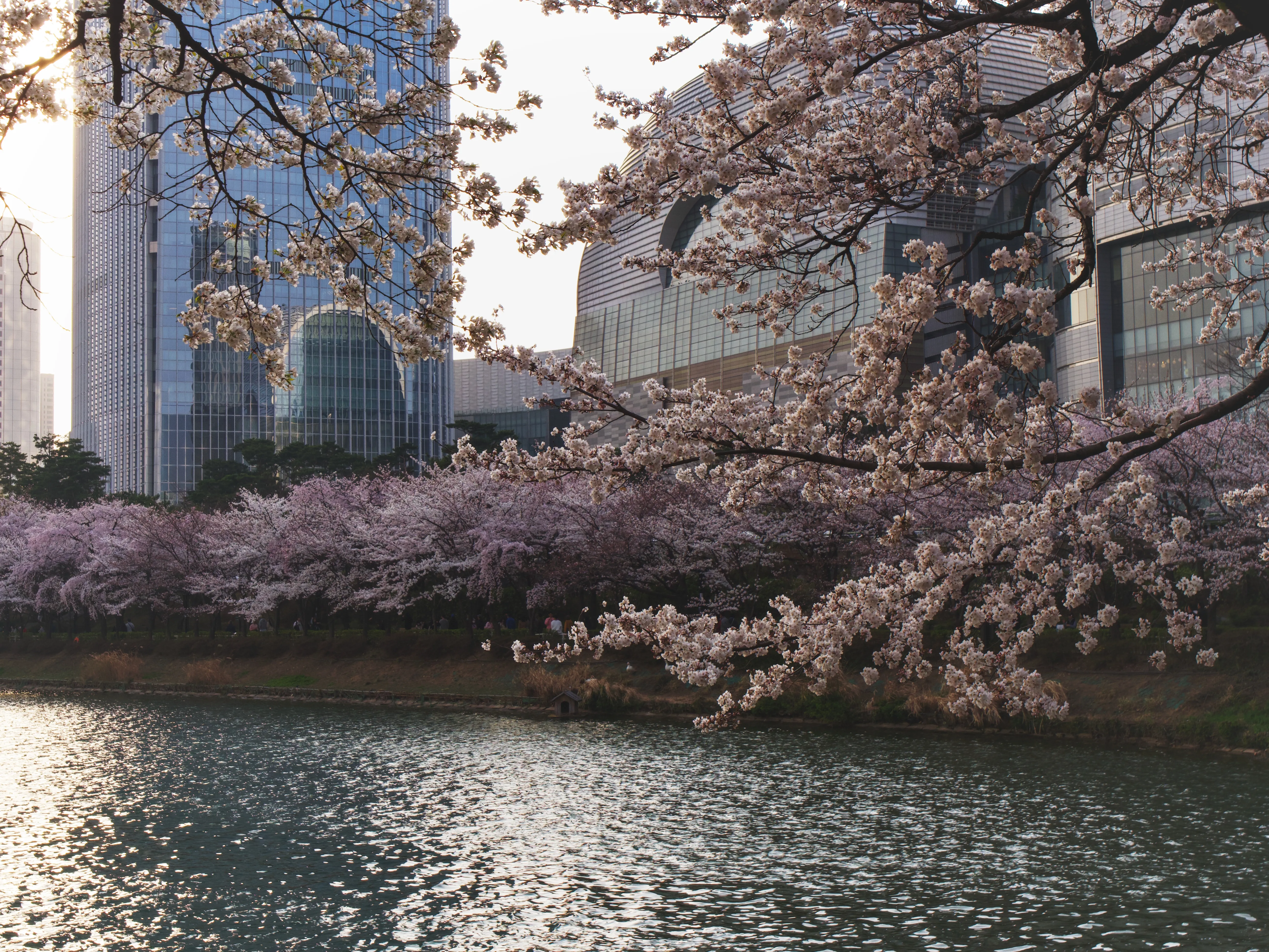 Cherry Blossoms Gallery - Picture 13